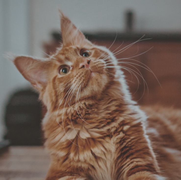 Image du chat Caramel