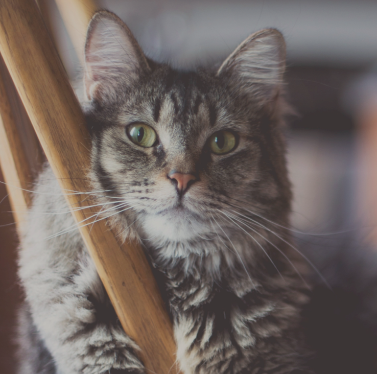 Image du chat Rösti